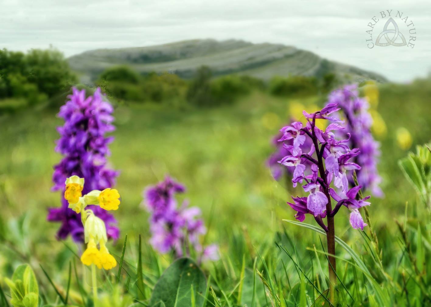 Burren. Pic Clare By Nature