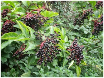 Elderberries are eaten by many species of birds