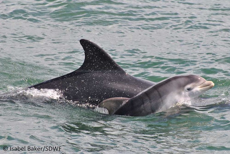 Shannon dolphins under threat from pollutants