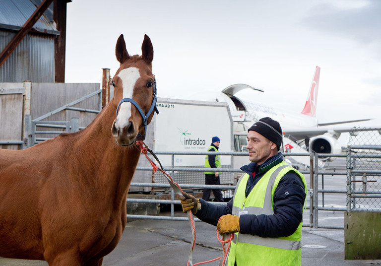 Shannon welcomes valuable equine cargo