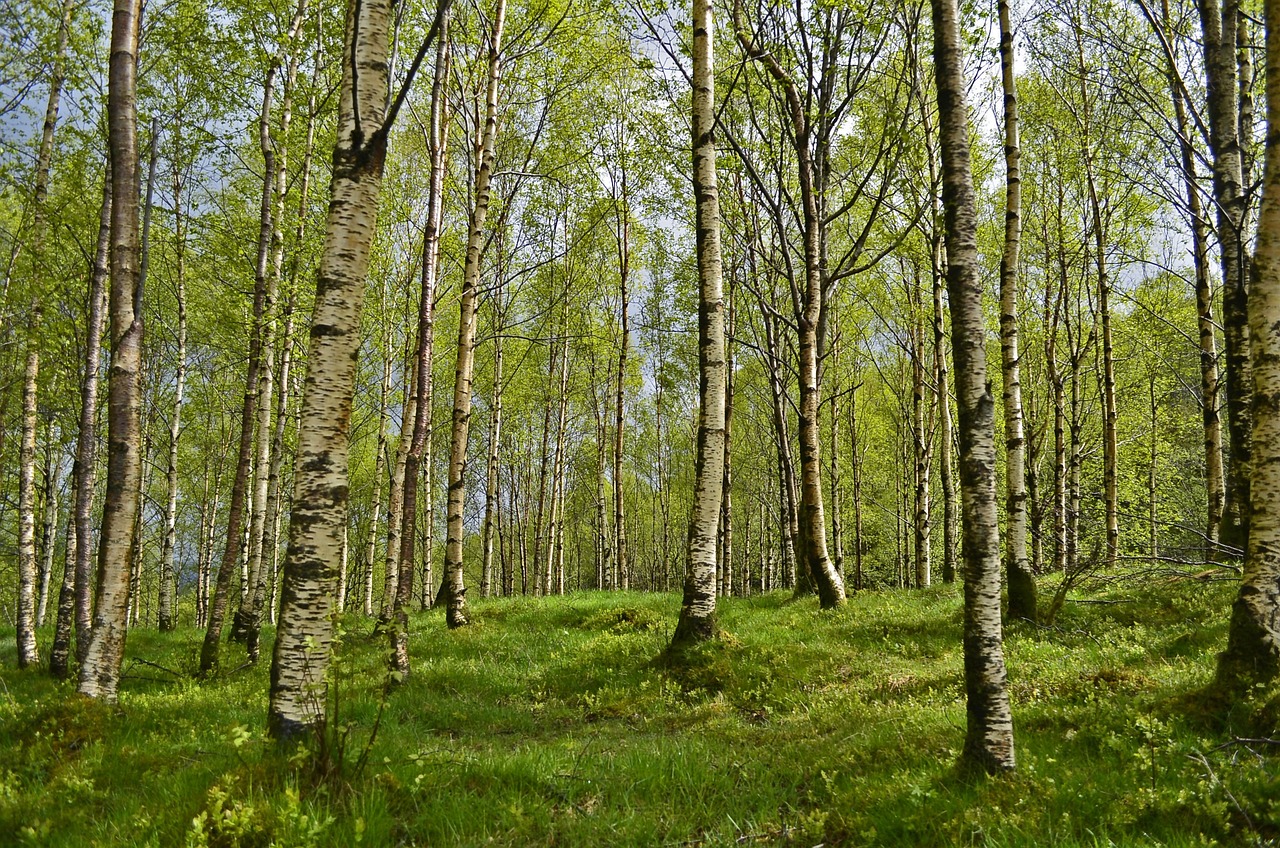 Clare Green Party welcomes €1.3b investment in Forestry Supports