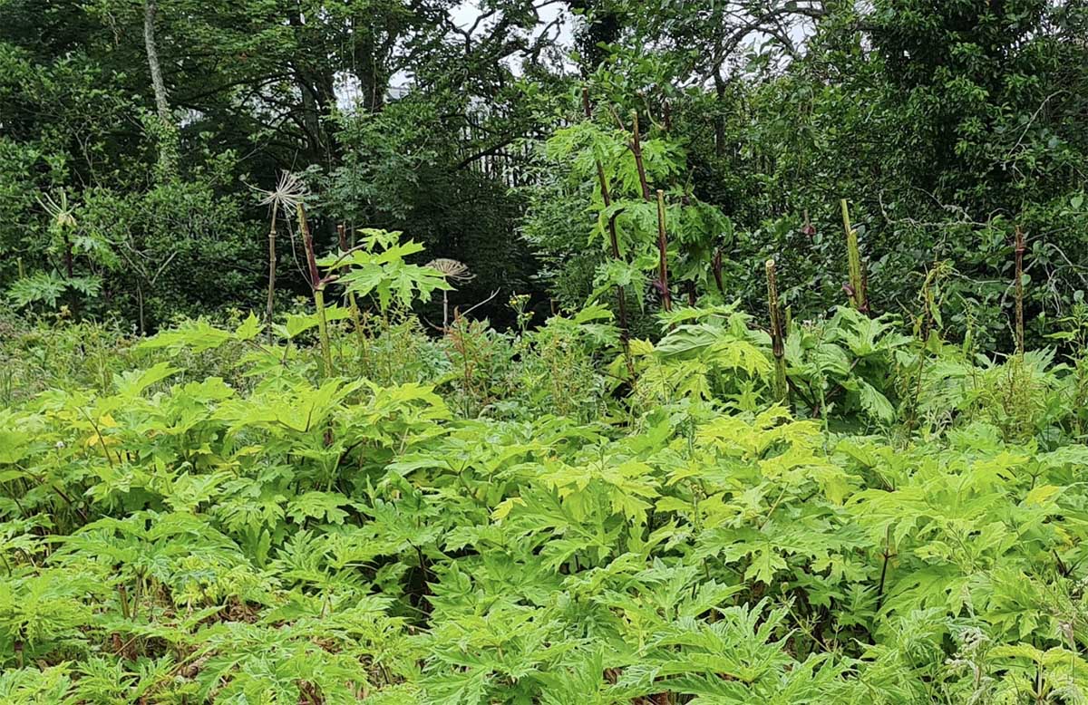 Council launches online information resource for Invasive Species