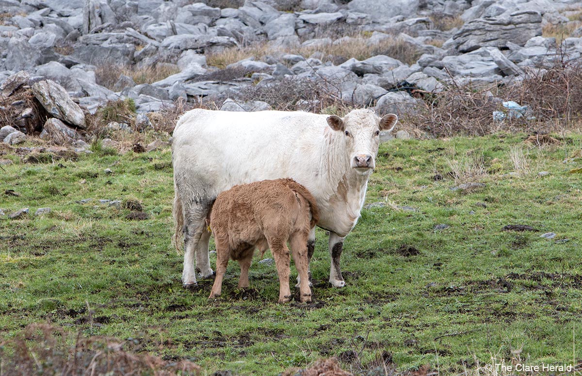 €20m in advance payments to 5,309 Clare farmers