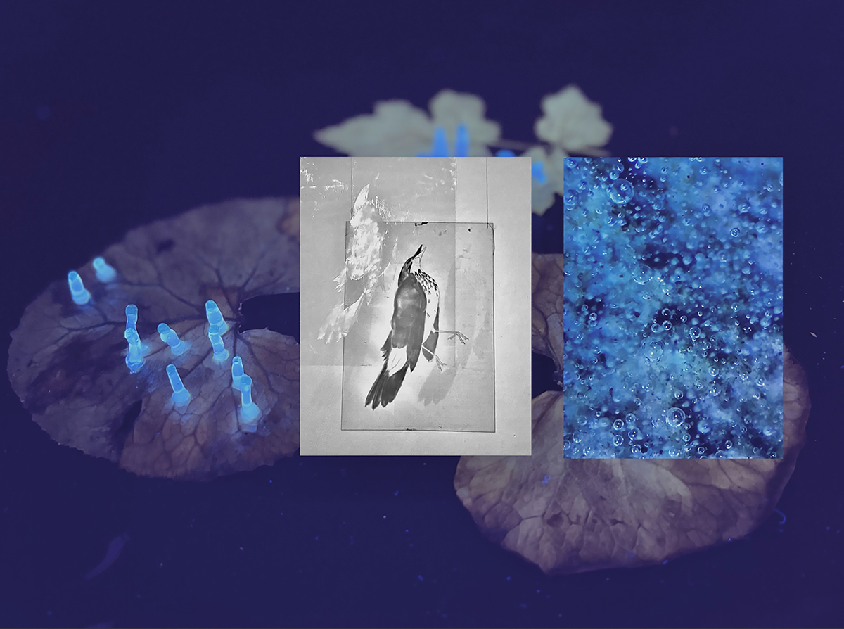 Burren College hosts Art & Ecology Graduate Exhibition