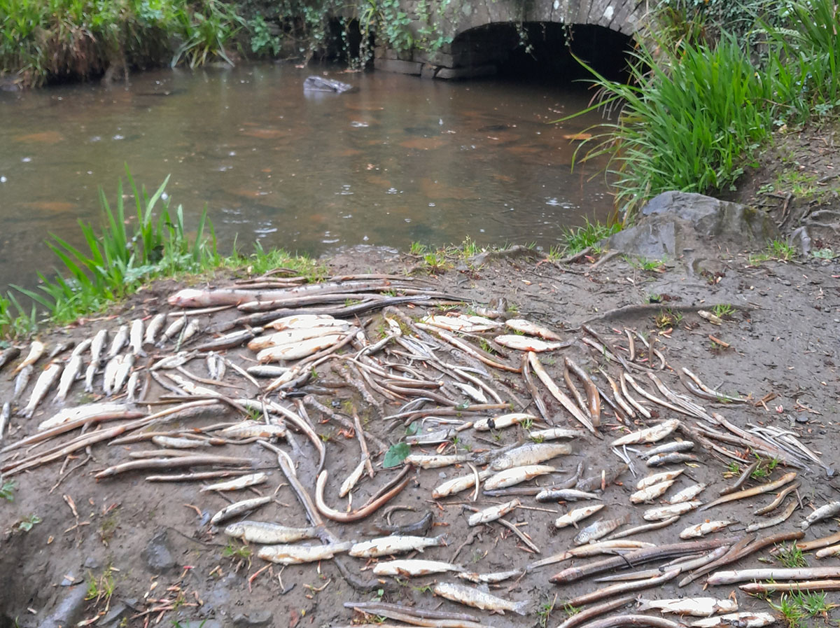 Save Our Rivers campaign established in North Clare