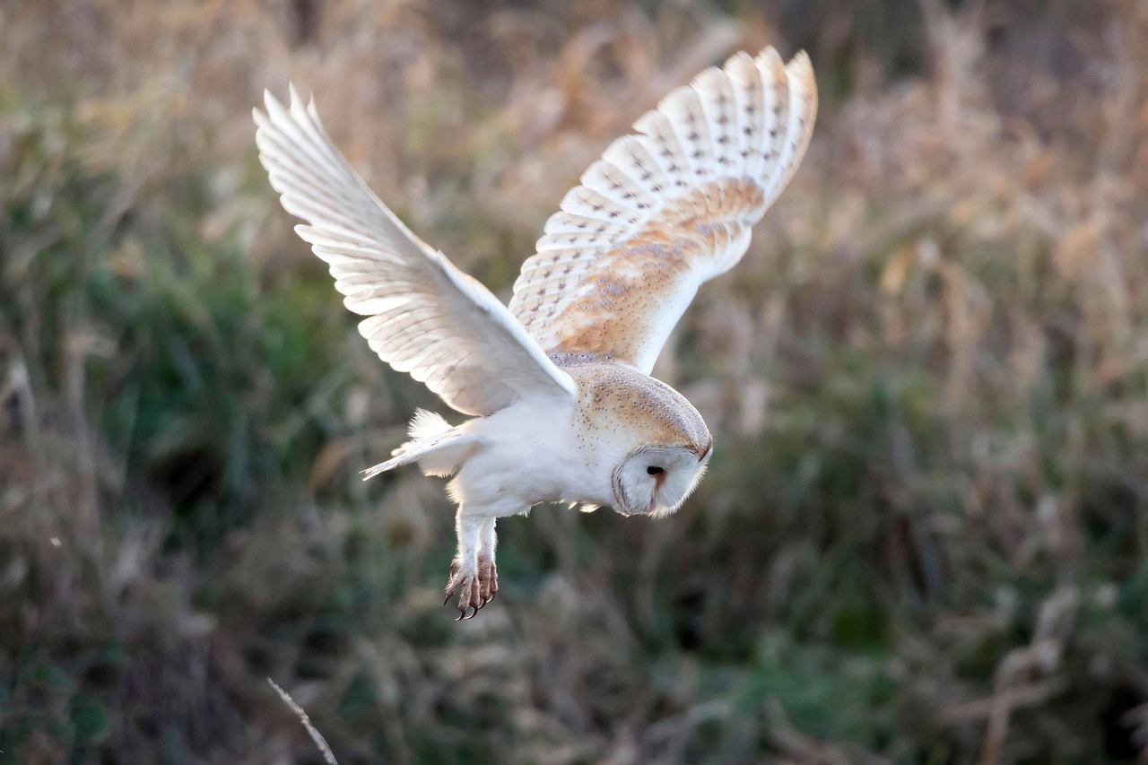 Clare Barn Owl population grows after decades of decline