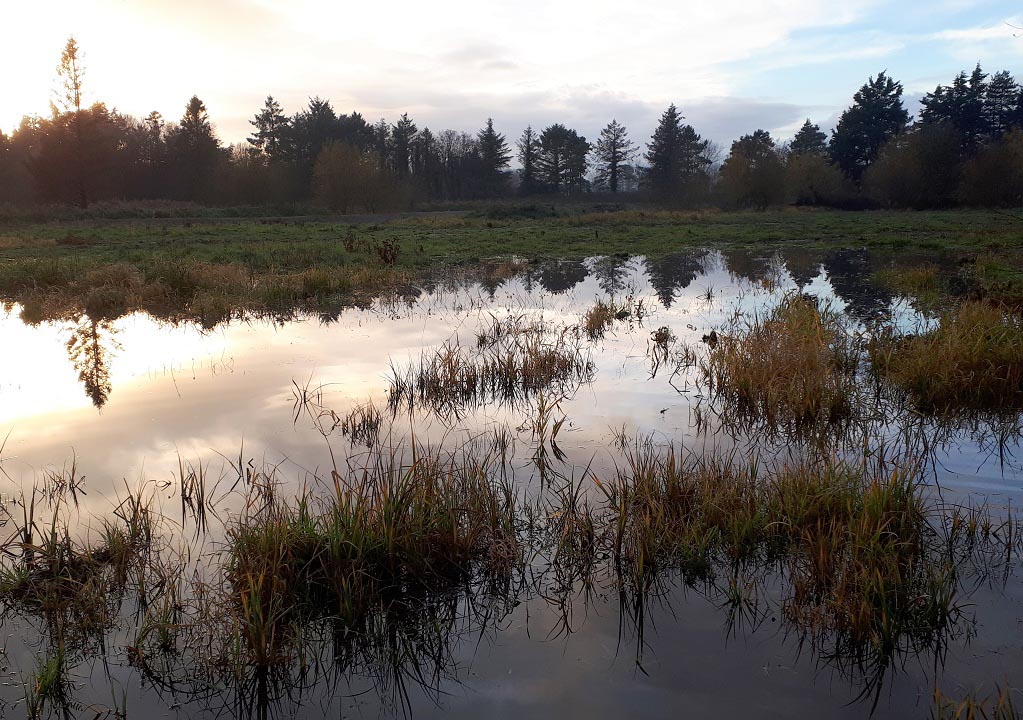 Free study visit to Shannon Town Wetlands