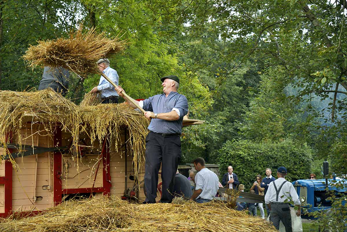 Traditional harvest day event returns to Bunratty