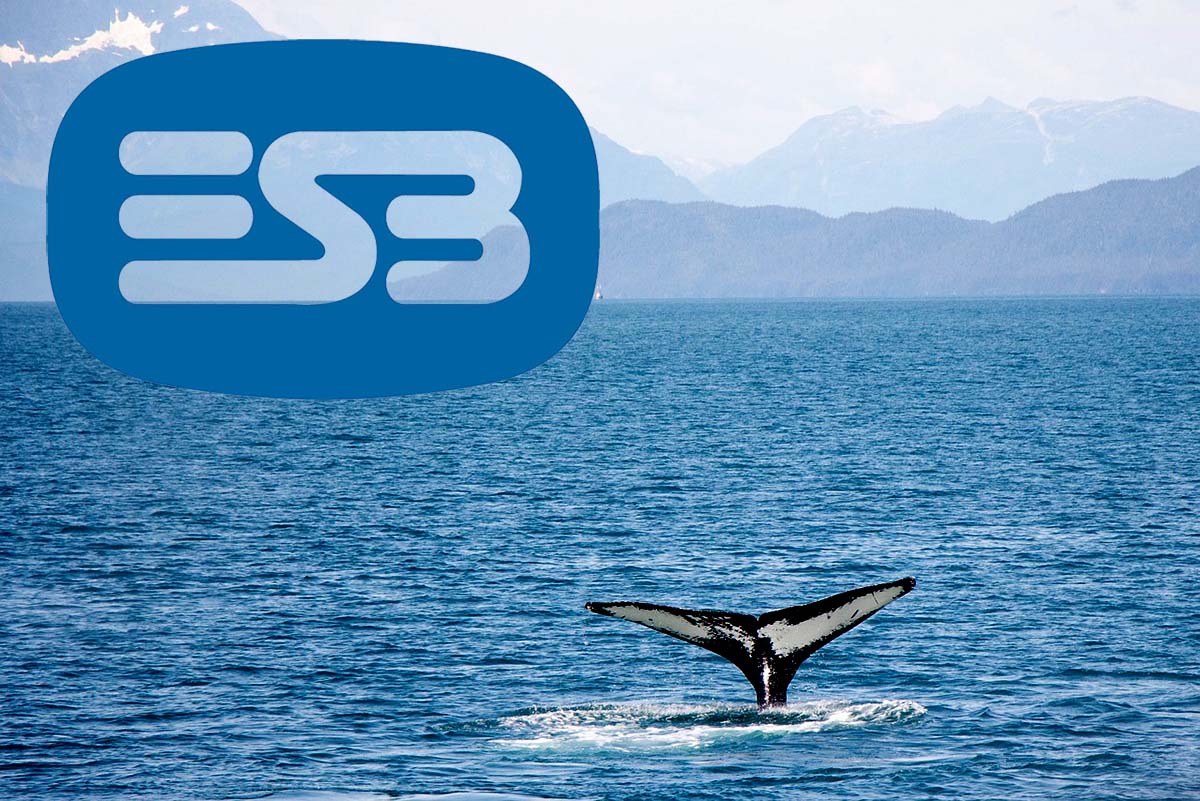 ESB to fund Marine Mammal Observer training programme