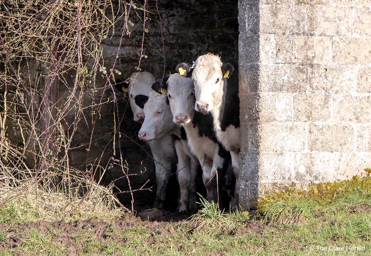 Farming For Nature Lúnasa events in Clare