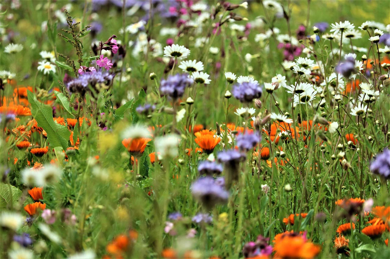 Clare students participate in biodiversity workshops
