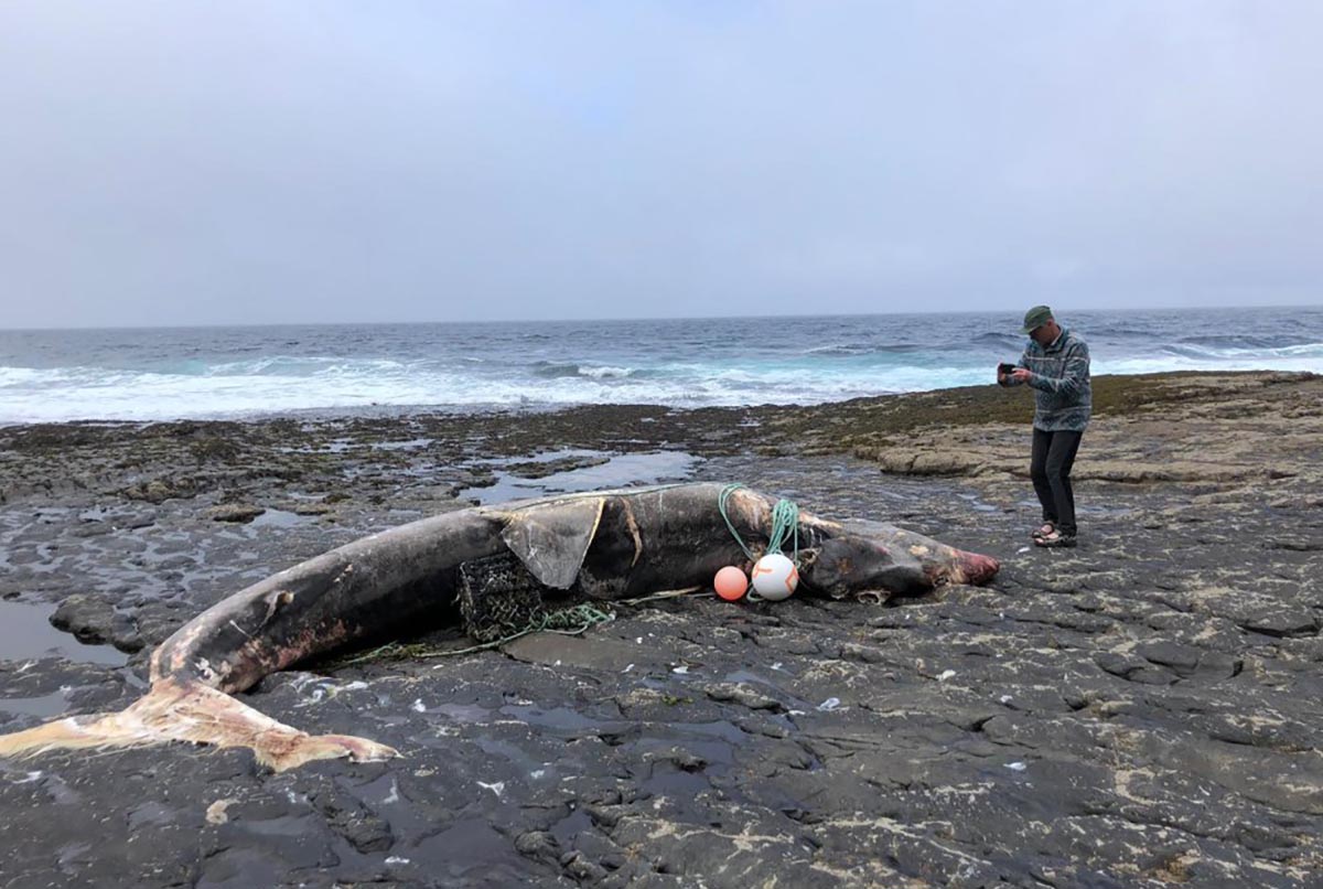 Basking shark wrapped in rope washes up in West Clare