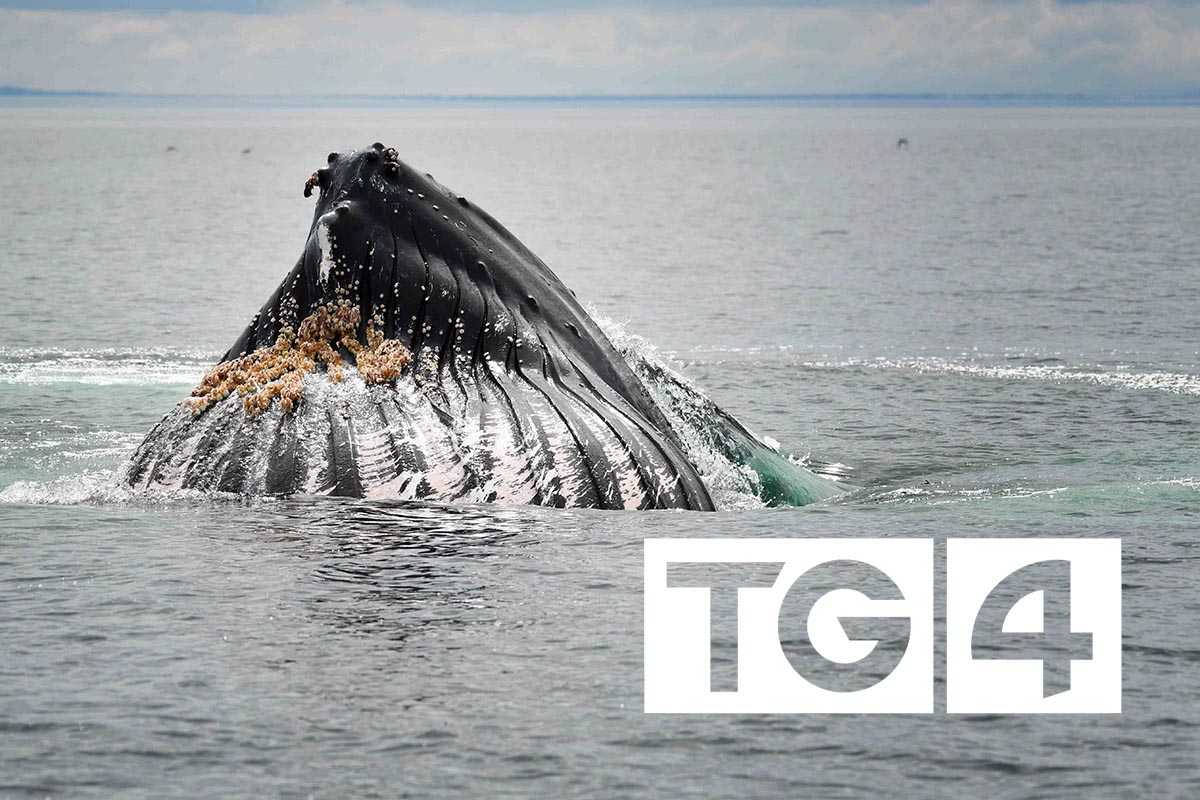 Clare marine expert features in new TG4 documentary