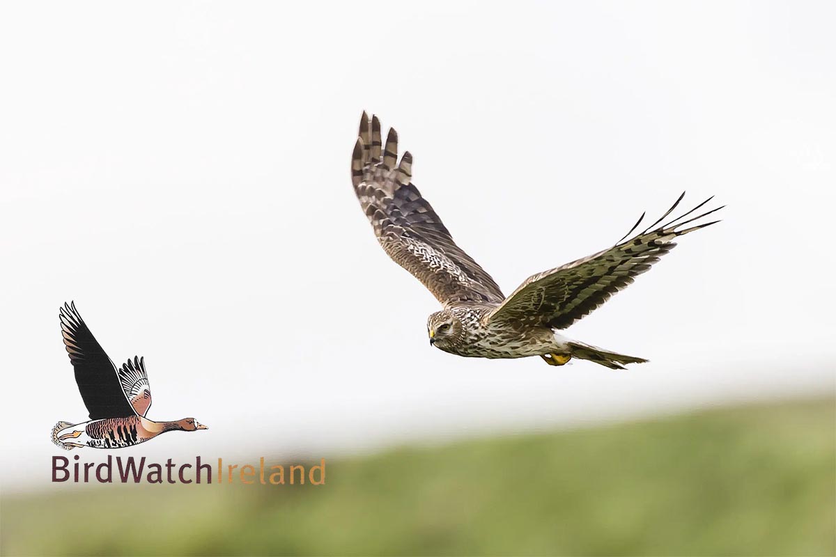 Hen Harrier Threat Response Plan a ‘failed opportunity’