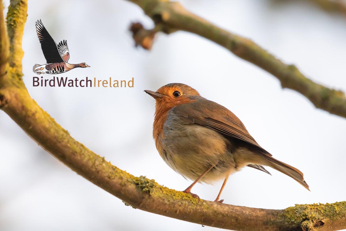 36th Irish Garden Bird Survey gets underway