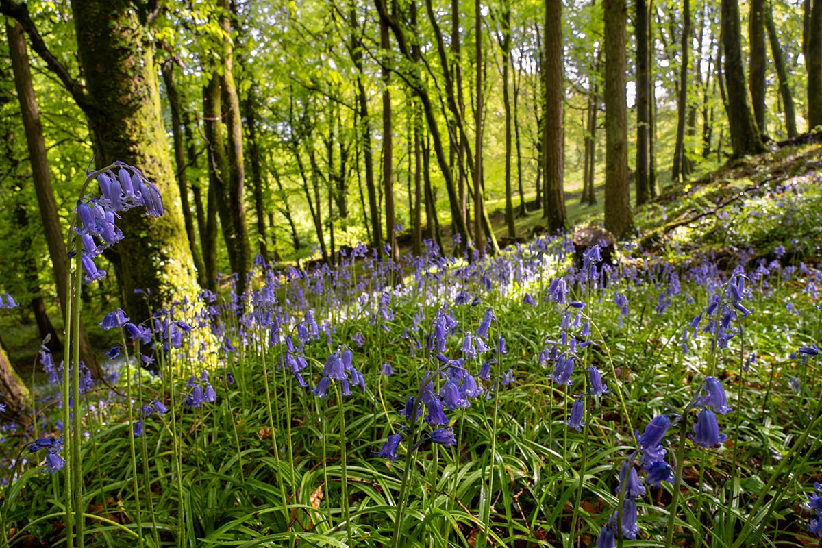 Funding available for Heritage Projects in Clare