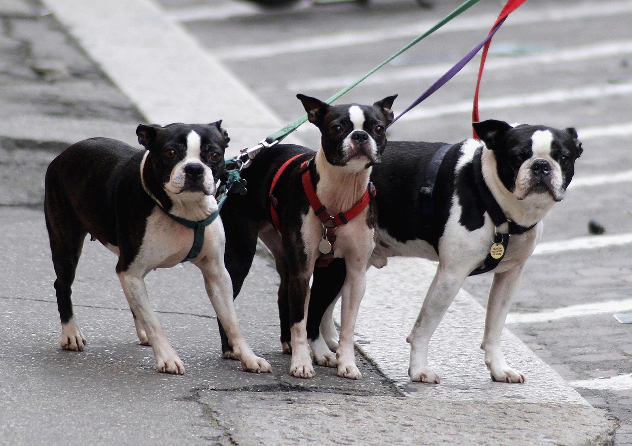 Ministers launch awareness campaign for dog owners