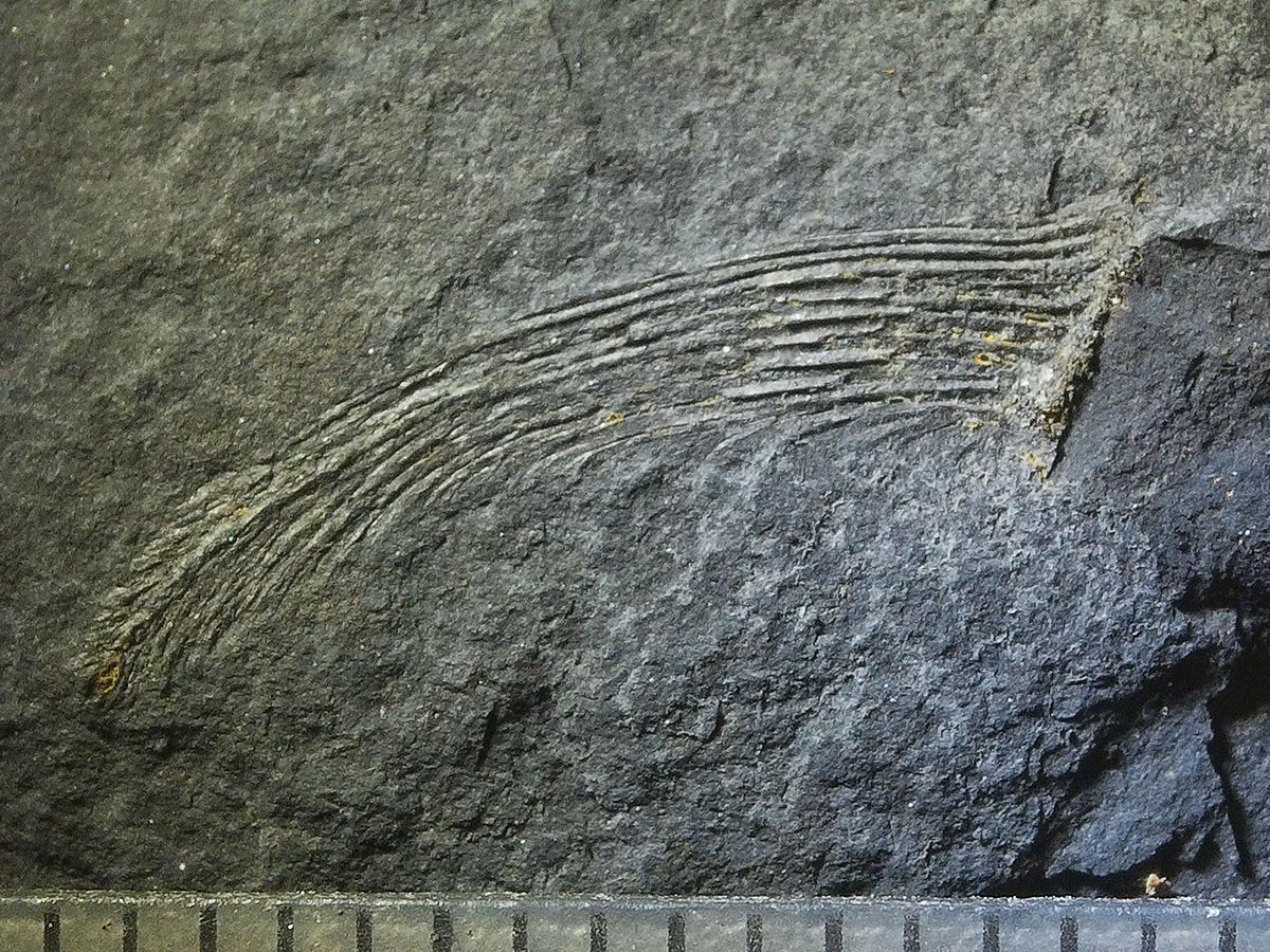 Fossilised remains of prehistoric shark found in Clare