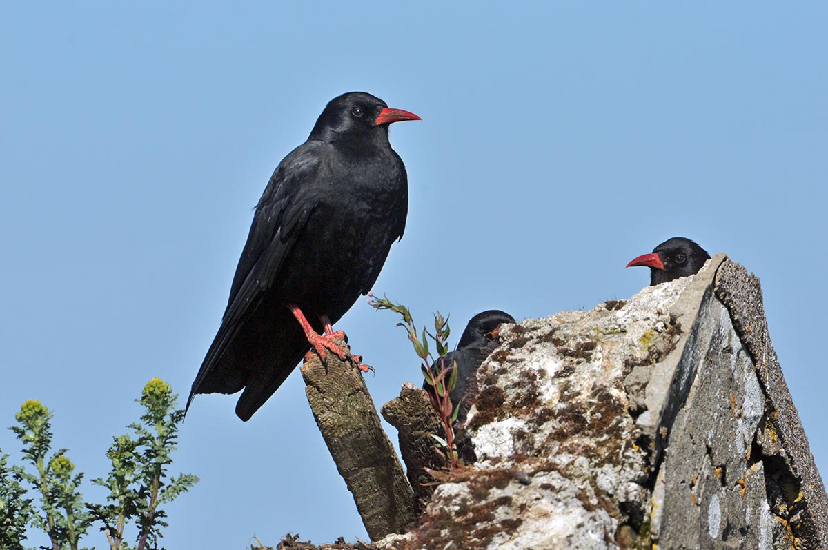 Clare Chough Coastal Bird Survey launched