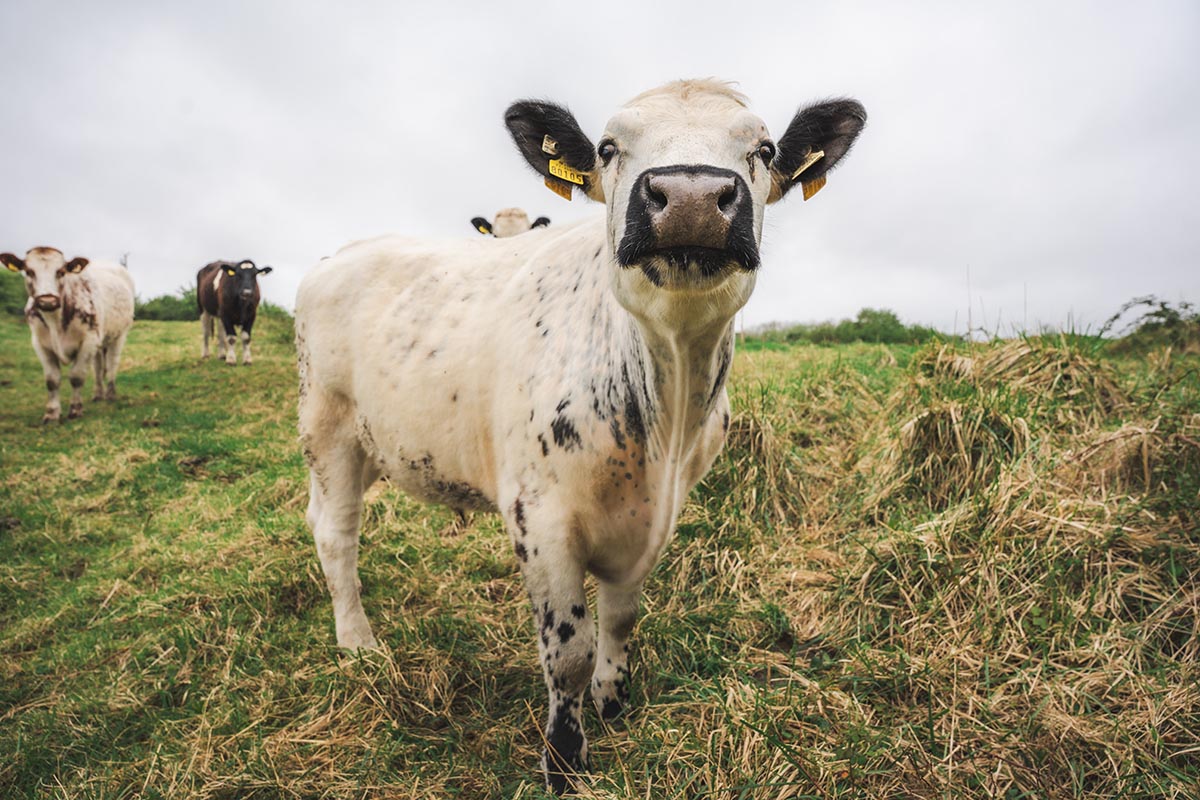 First airport conservation grazing project at Shannon