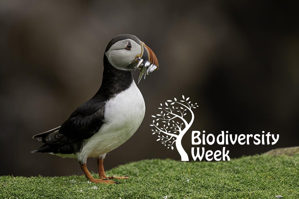 Clare’s Wildlife in the Spotlight for Biodiversity Week