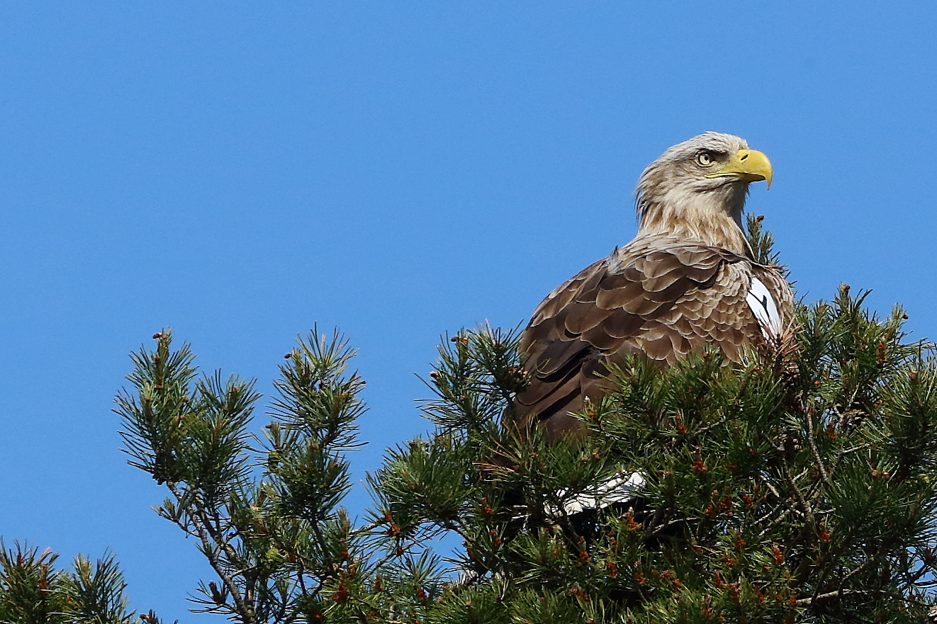 Investigation into possible poisoning of a white-tailed eagle