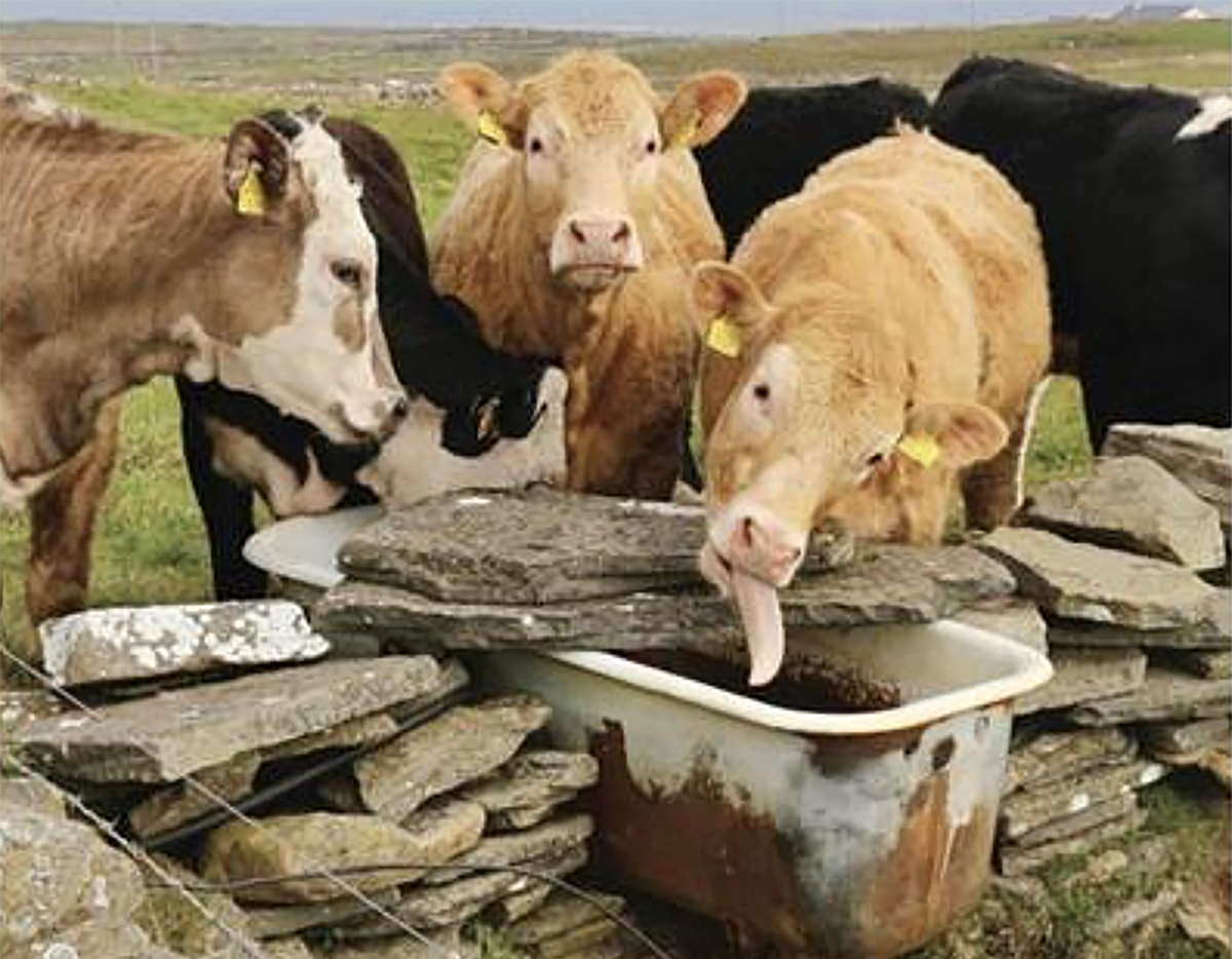Michael Walsh’s ‘Wild Bathtubs’ book launch in Ennistymon