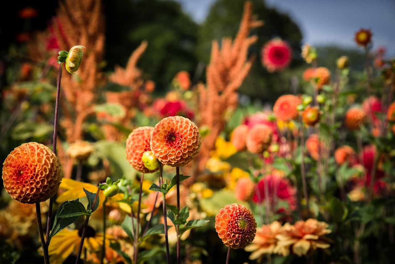 Ennis Tidy Towns launches annual garden competition