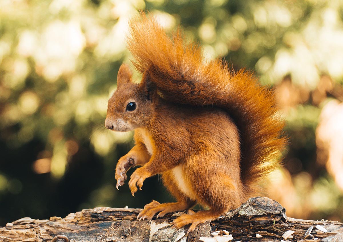 Red squirrels show survival tactics in the face of native predator