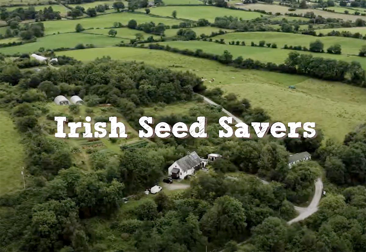 Dawn Chorus walk with Seán Ronayne at Irish Seed Savers