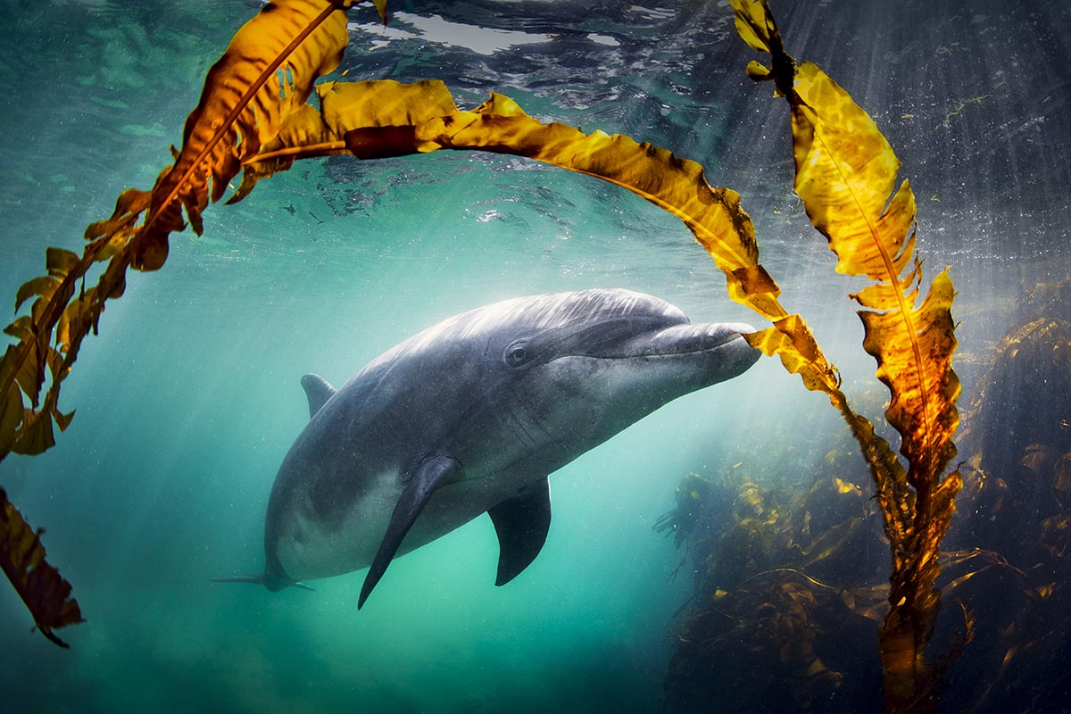 ‘Dolphins – Wonders of the Ocean’ – A new TV documentary