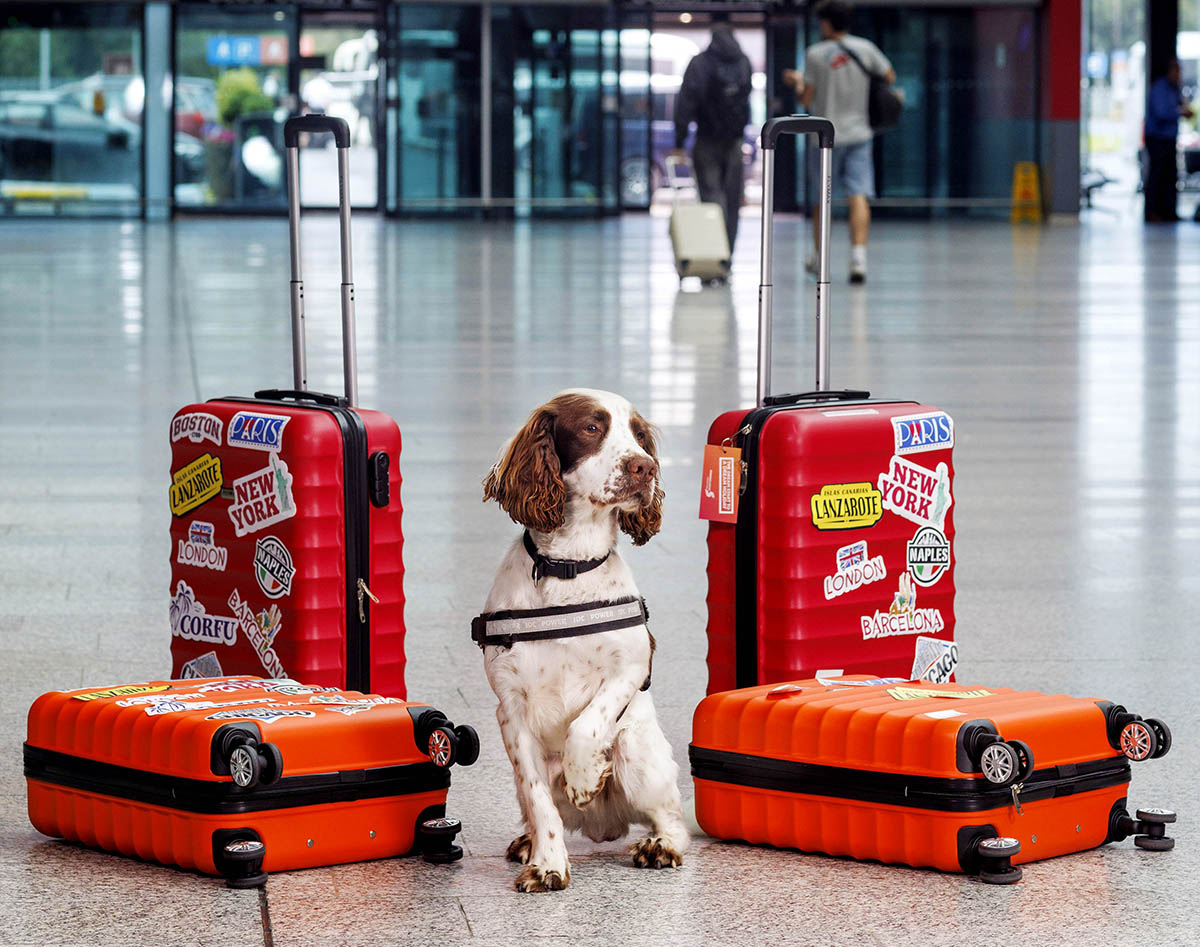 International Dog Day celebration for airport detector dog Brody