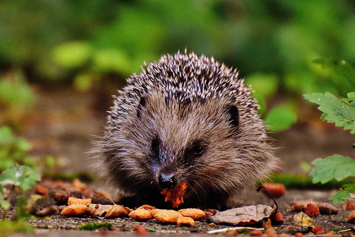 Hedgehog Conservation Ireland to monitor and protect populations