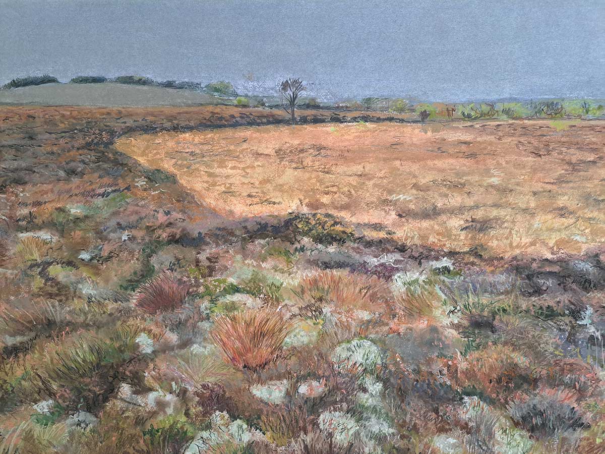 ‘In Clondorney Bog – An exploration of a local peatland’
