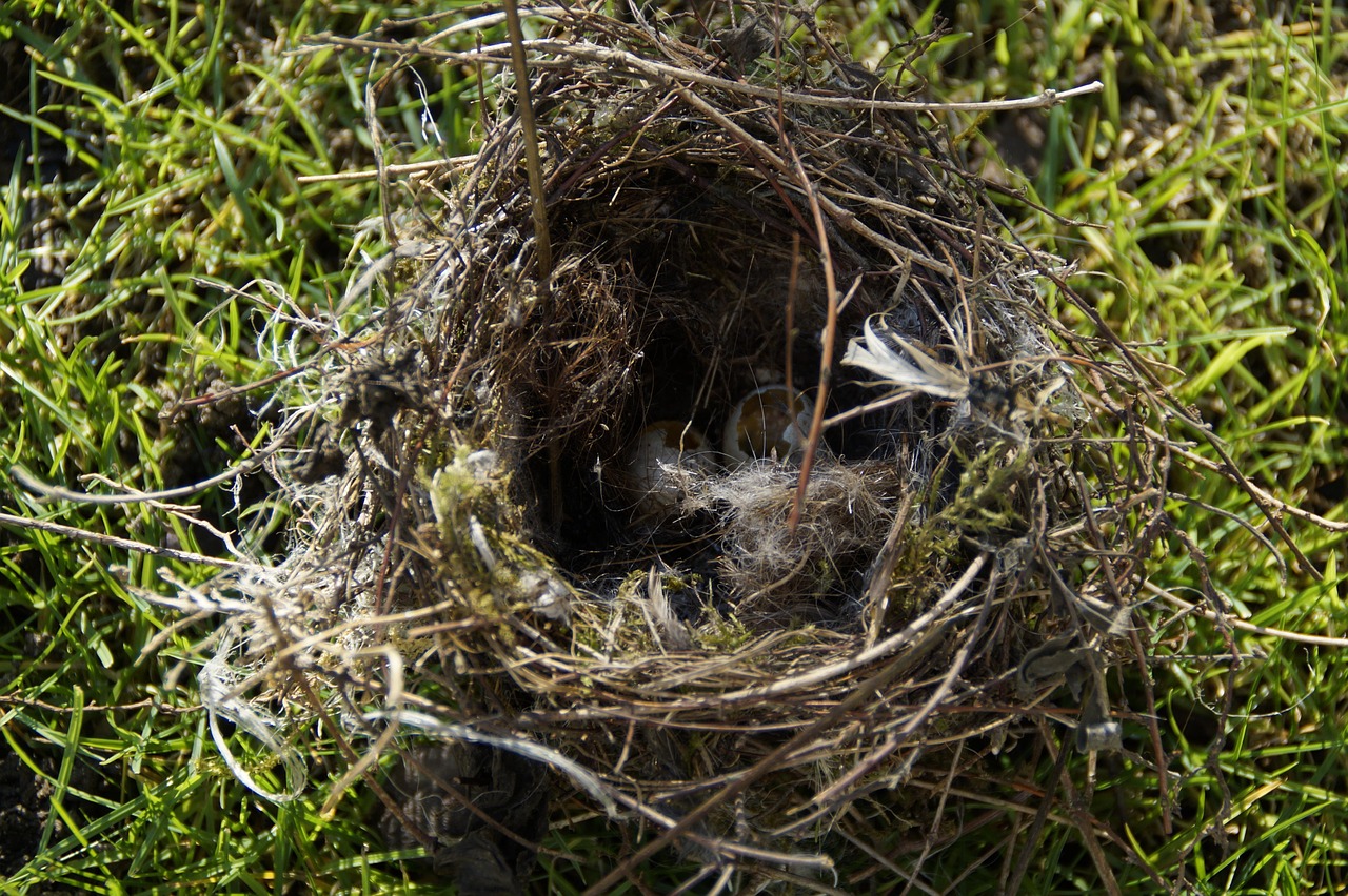 Call on public to protect birds during nesting season