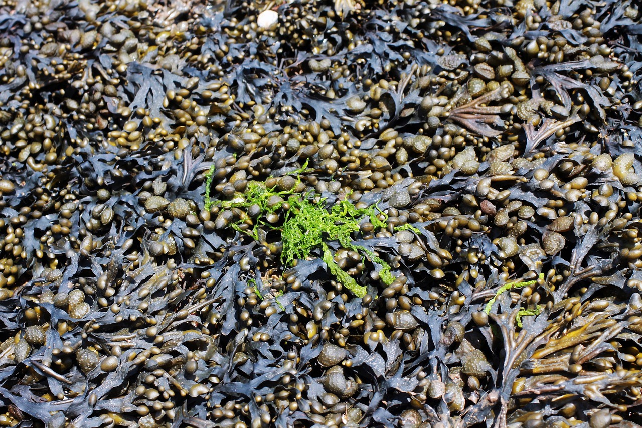 Aontú warns against large‑scale seaweed licences
