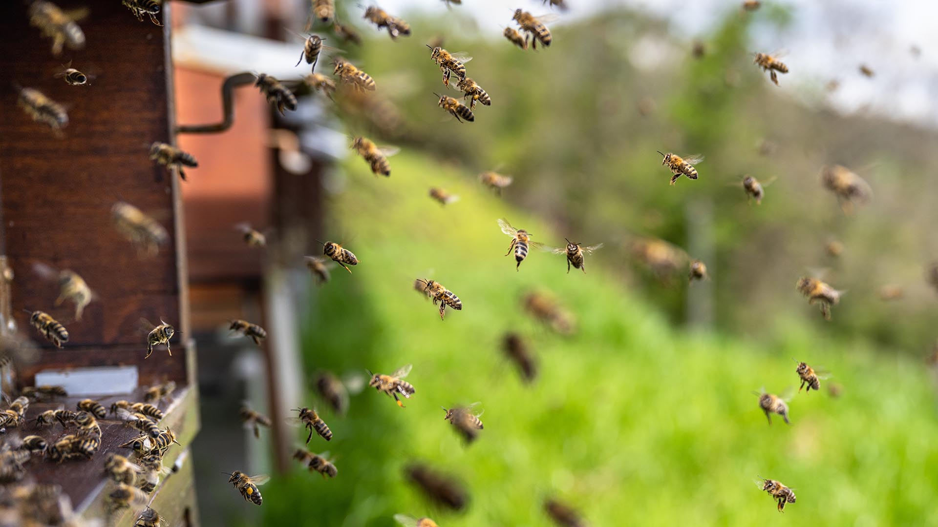 Garda investigation after beehives burned in criminal act