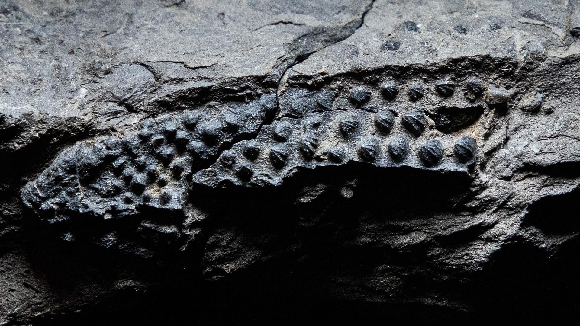 New Fossil Sharks Discovered in the Burren